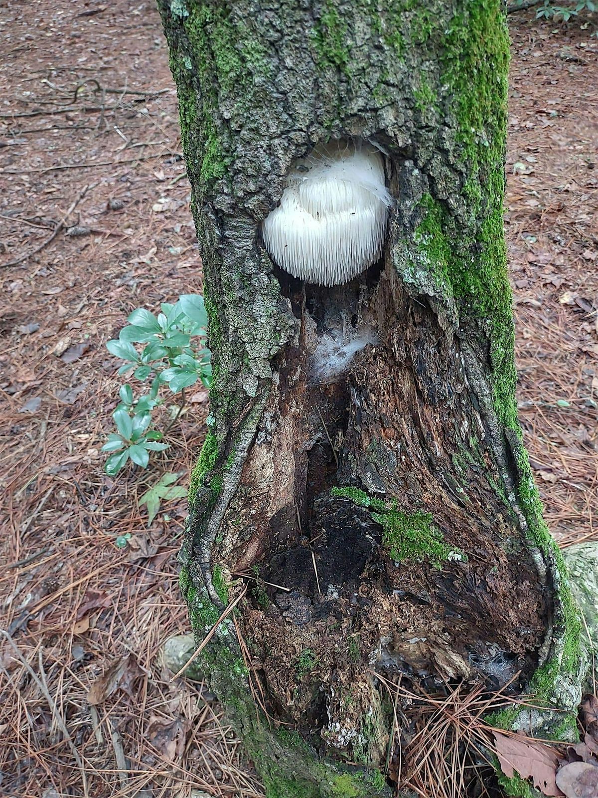 Fall Fungi Forage, 26 October | Event in Raleigh | AllEvents