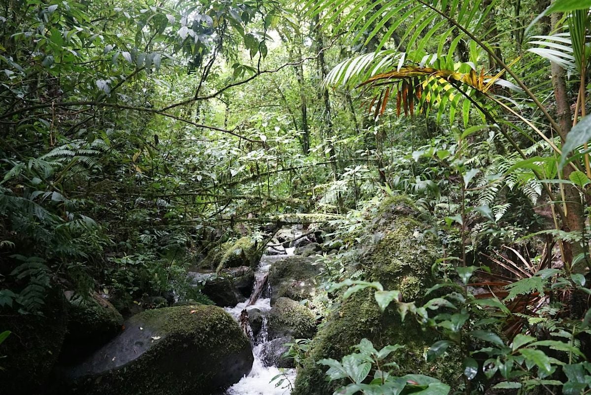 Rainforest Open House Meet & Greet, 18 September | Event in Ellisville | AllEvents