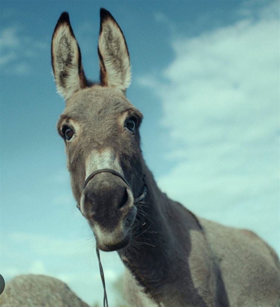 Santa Lucia il suo asino e altre stranezze…, 13 December | Event in Parma | AllEvents