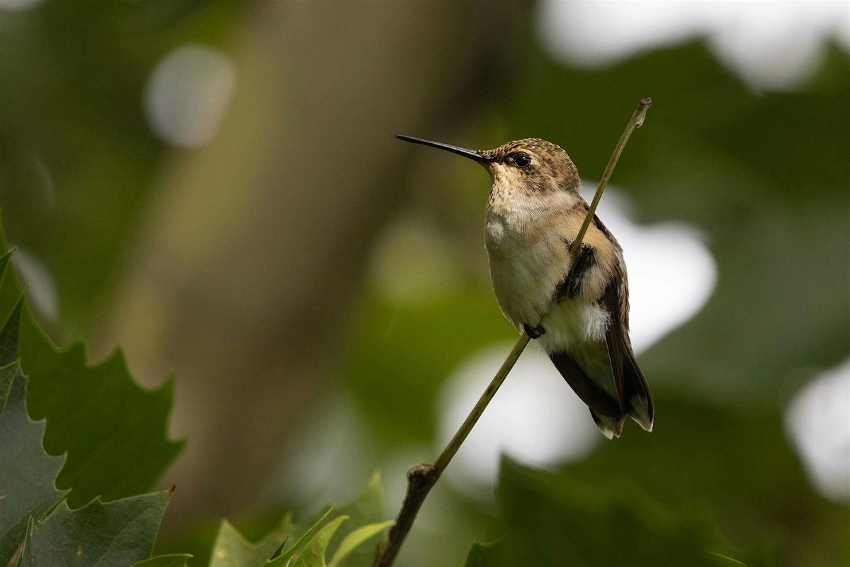 Accessible Birding: Hulls Gulch, 26 July | Event in Boise | AllEvents