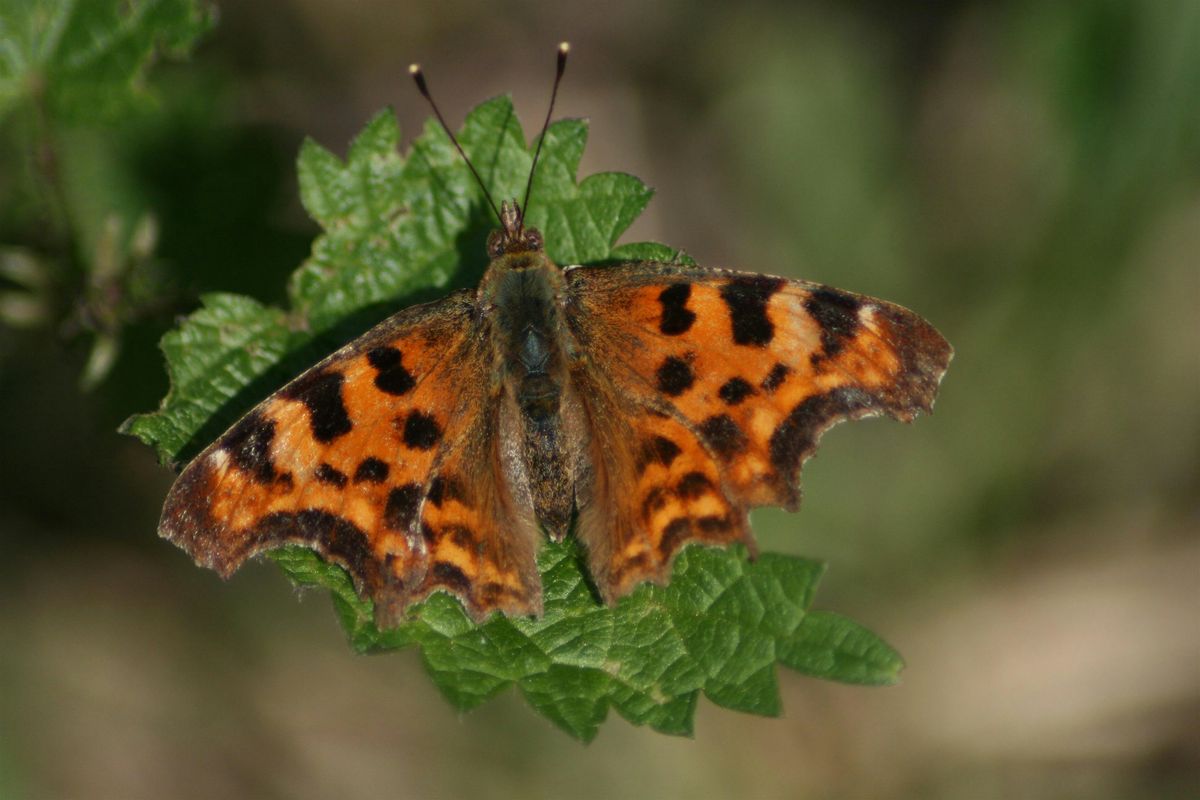 Meadow minibeast hunting at Kingsbury Water Park | Event in Sutton Coldfield | AllEvents