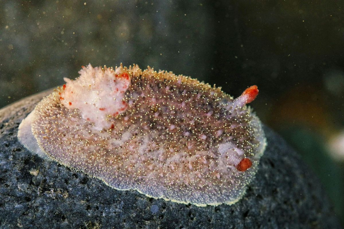 Heceta Head Tidepool Ambassador Tour, 11 August | Event in Florence | AllEvents