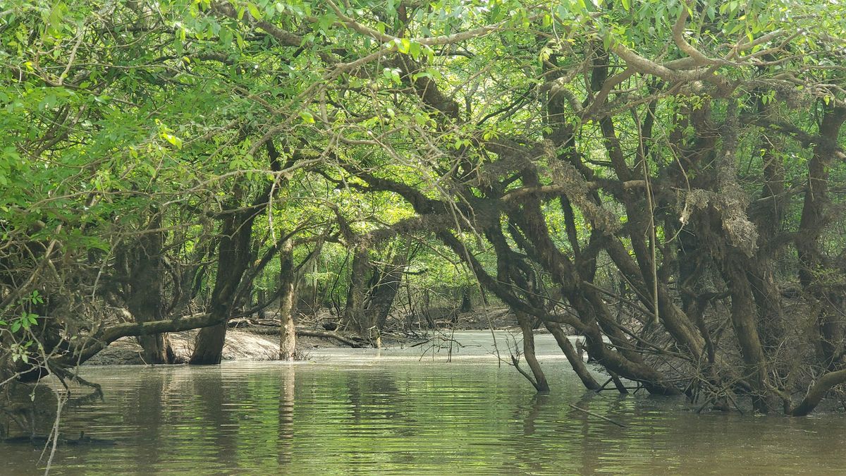 Hatchie River Conservancy 3rd Saturday Paddle and Clean Up, 17 May | Event in Bolivar | AllEvents
