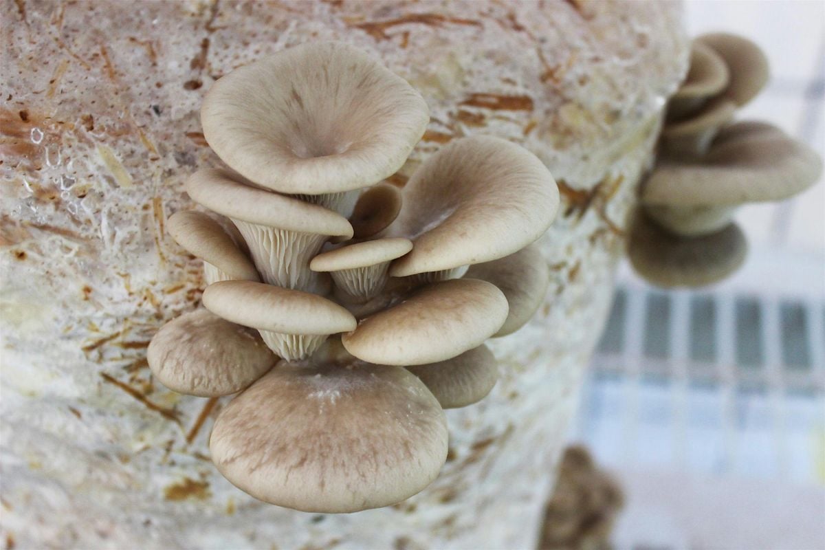 DIY Mushroom Cultivation with Willoughby Arevalo, 7 November | Event in Delta | AllEvents