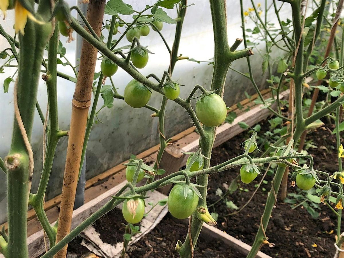 Heritage Skills Programme 2025 - Allotment | Event in Colne | AllEvents