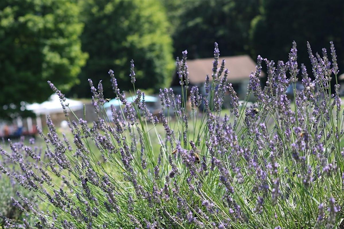Lavender Daze, 5 July | Event in Sandy Lake | AllEvents