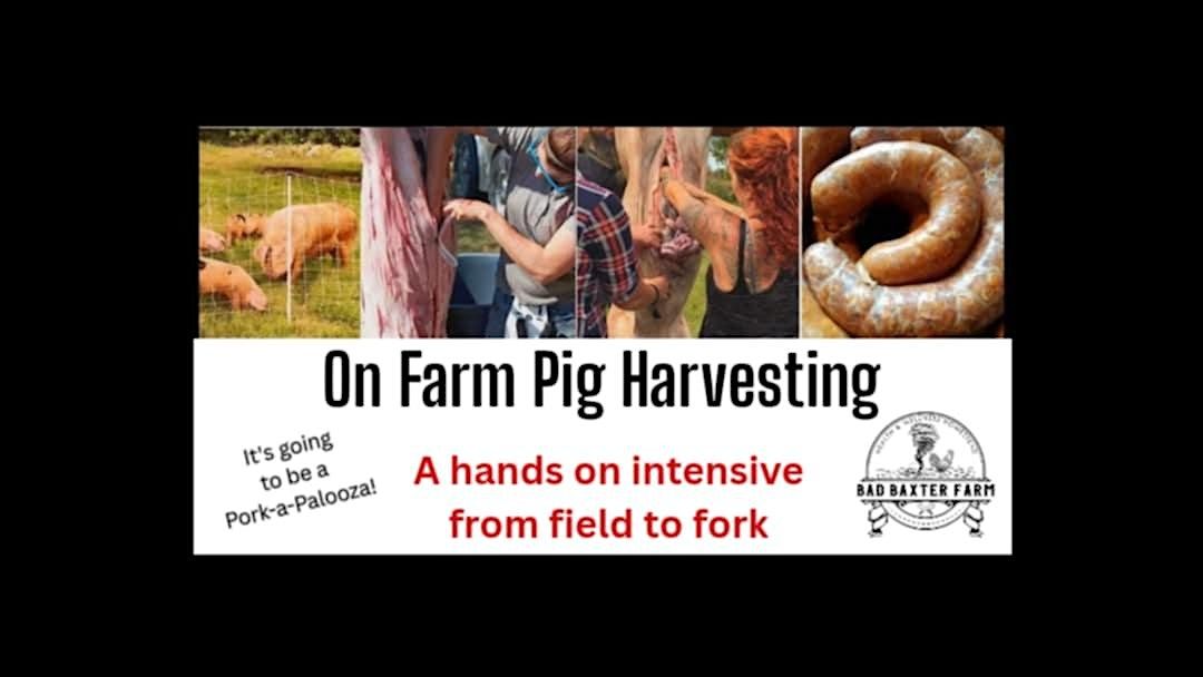Processing Pig on the Farm, 8 November | Event in Wanette | AllEvents