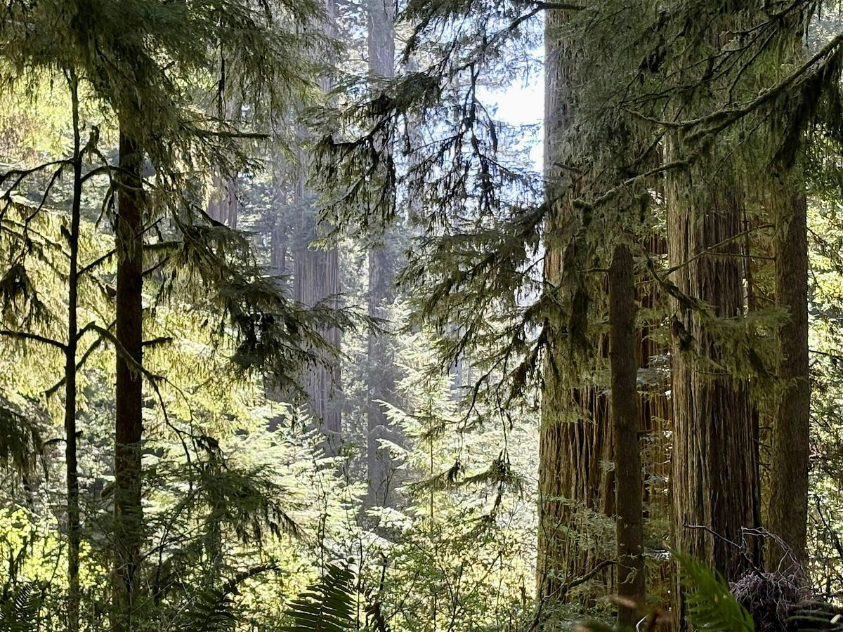 Wellness & Wonder: Healing with Nature Redwoods Retreat, 9 August | Event in Crescent City | AllEvents