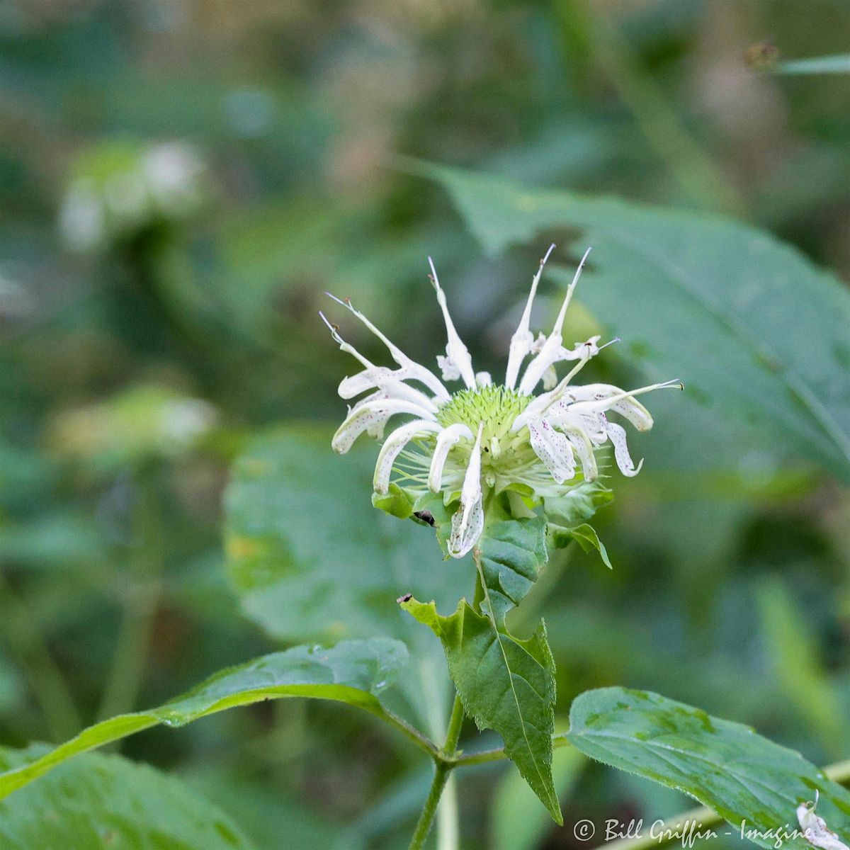 Friendship-Spice Farms Hike with Naturalist, Bill Griffin, 7 June | Event in Elkin | AllEvents