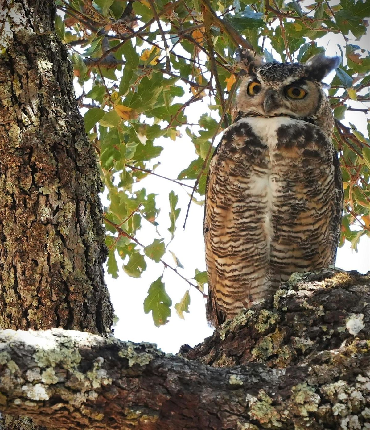 Owl Prowl at Hidden Lakes, 21 May | Event in Martinez | AllEvents