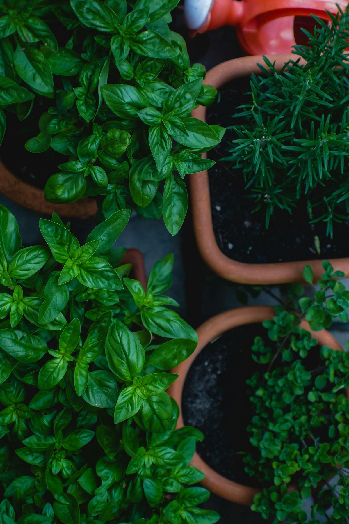 The Culinary Herb Garden, 5 June | Event in Pittsburgh | AllEvents