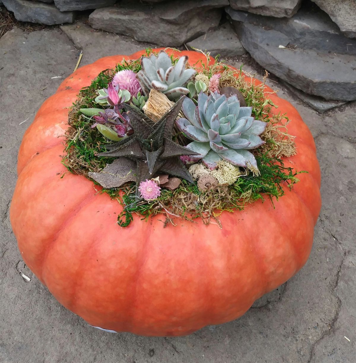 Pumpkin Succulent Garden, 7 October | Event in North Wales | AllEvents
