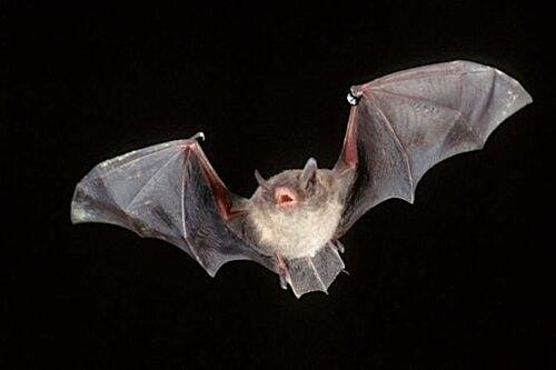 Nighttime Critter Walk Under a (Nearly) Full Moon, 4 October | Event in Harpers Ferry | AllEvents