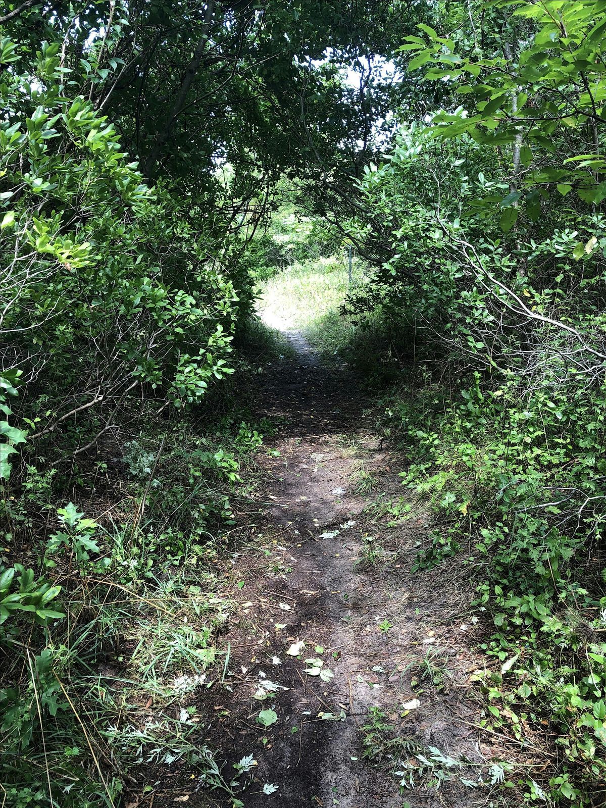 Urban Forest Plan Community Walkshop - Marine Park (Brooklyn), 15 May | Event in Brooklyn | AllEvents