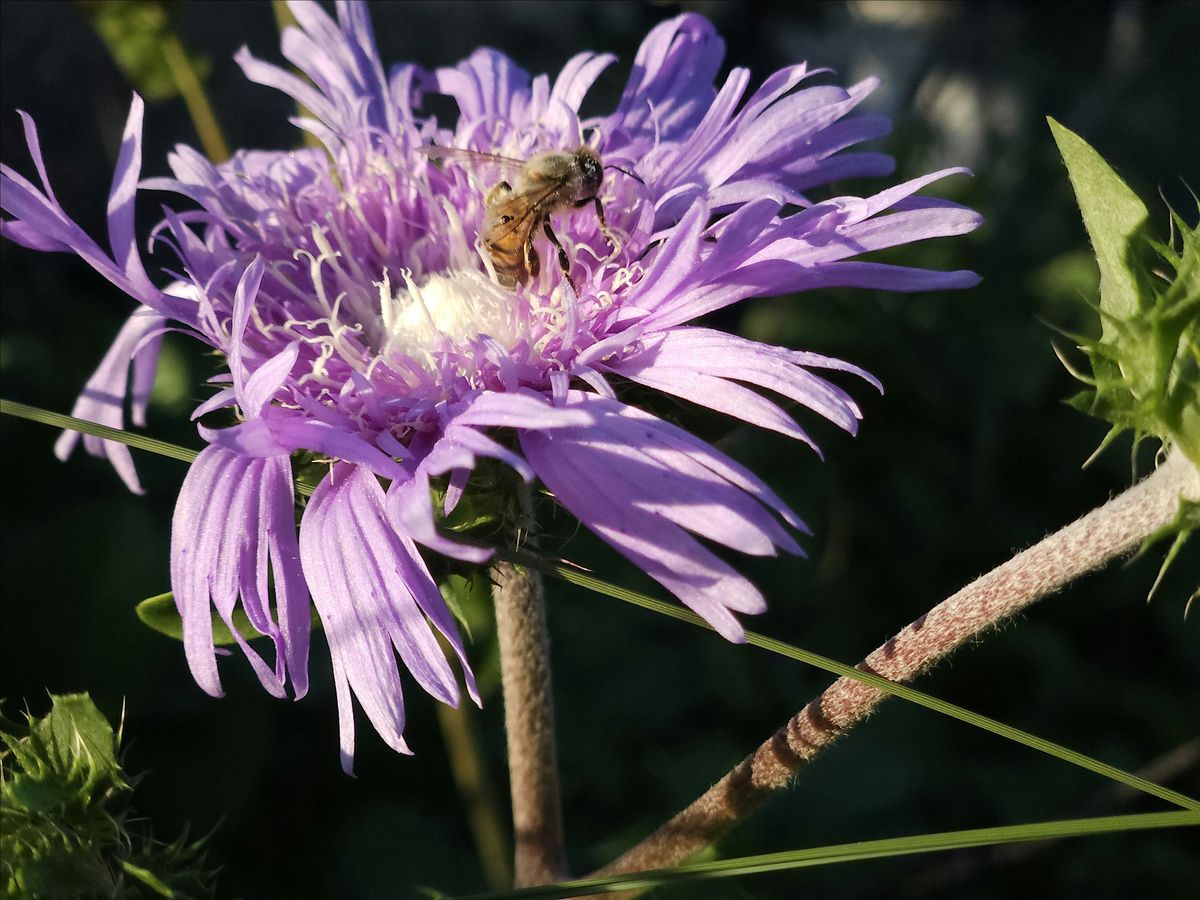 Right Plant, Right Place- Adding Florida Natives to Your Landscape, 13 October | Event in Sebastian | AllEvents