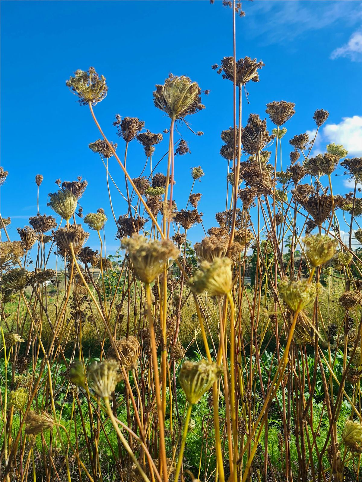 Introduction to Seed Saving (one-day workshop), 8 November | Event in Edinburgh | AllEvents