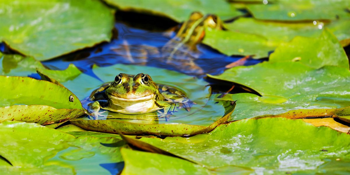 Ribbit, Slither, Croak!, 9 August | Event in Irving | AllEvents