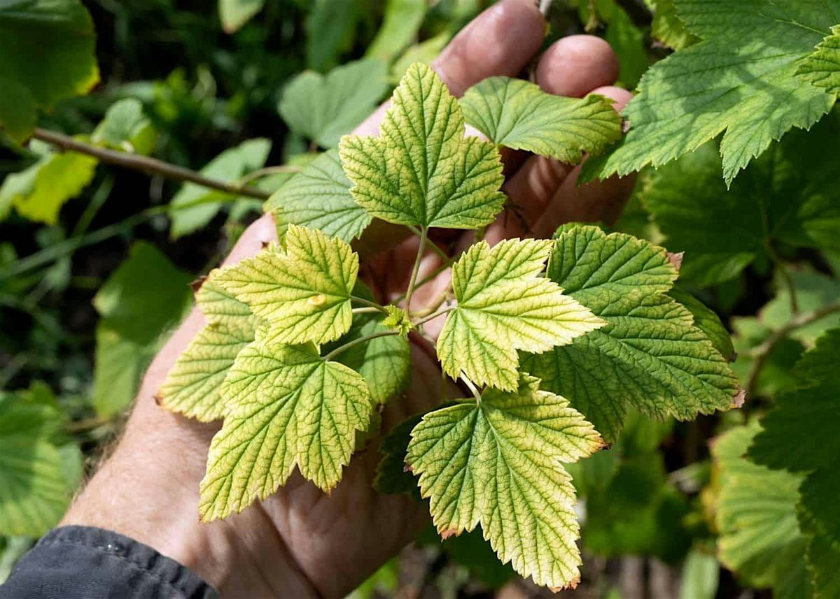 Garden Nutrient Deficiencies with Scott Freedman, 28 June | Event in Frankford | AllEvents