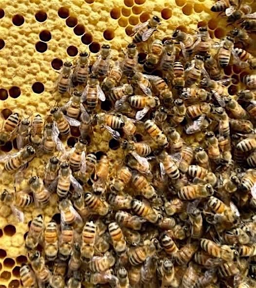 Field Day (Burley Bees) Splits and Queen rearing, 24 May | Event in Cañon City | AllEvents