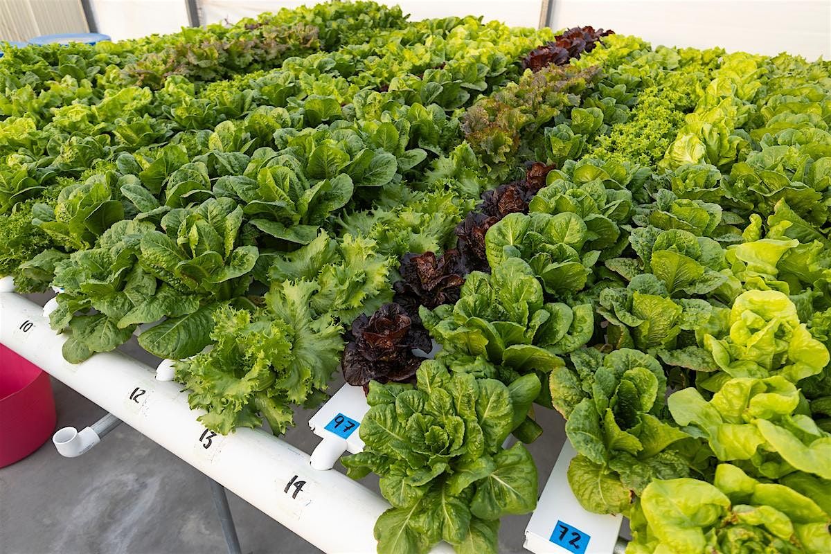 Hydroponics for Vegetable Growing, 21 May | Event in Fort Pierce | AllEvents