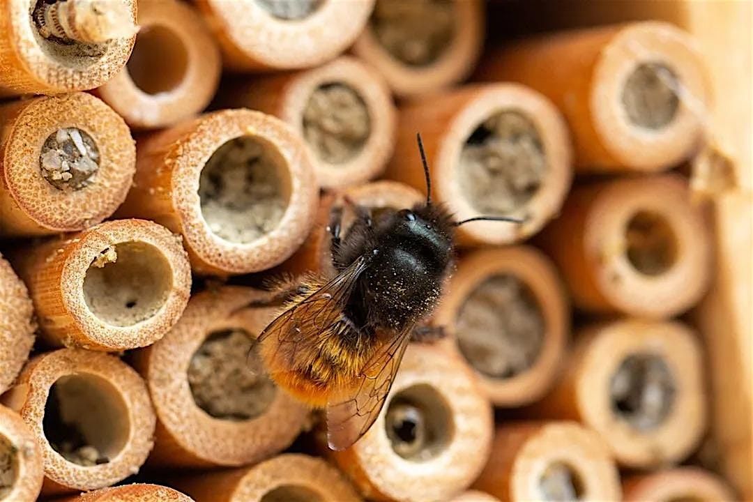Pollinator house-building workshop, 1 November | Event in Baltimore | AllEvents