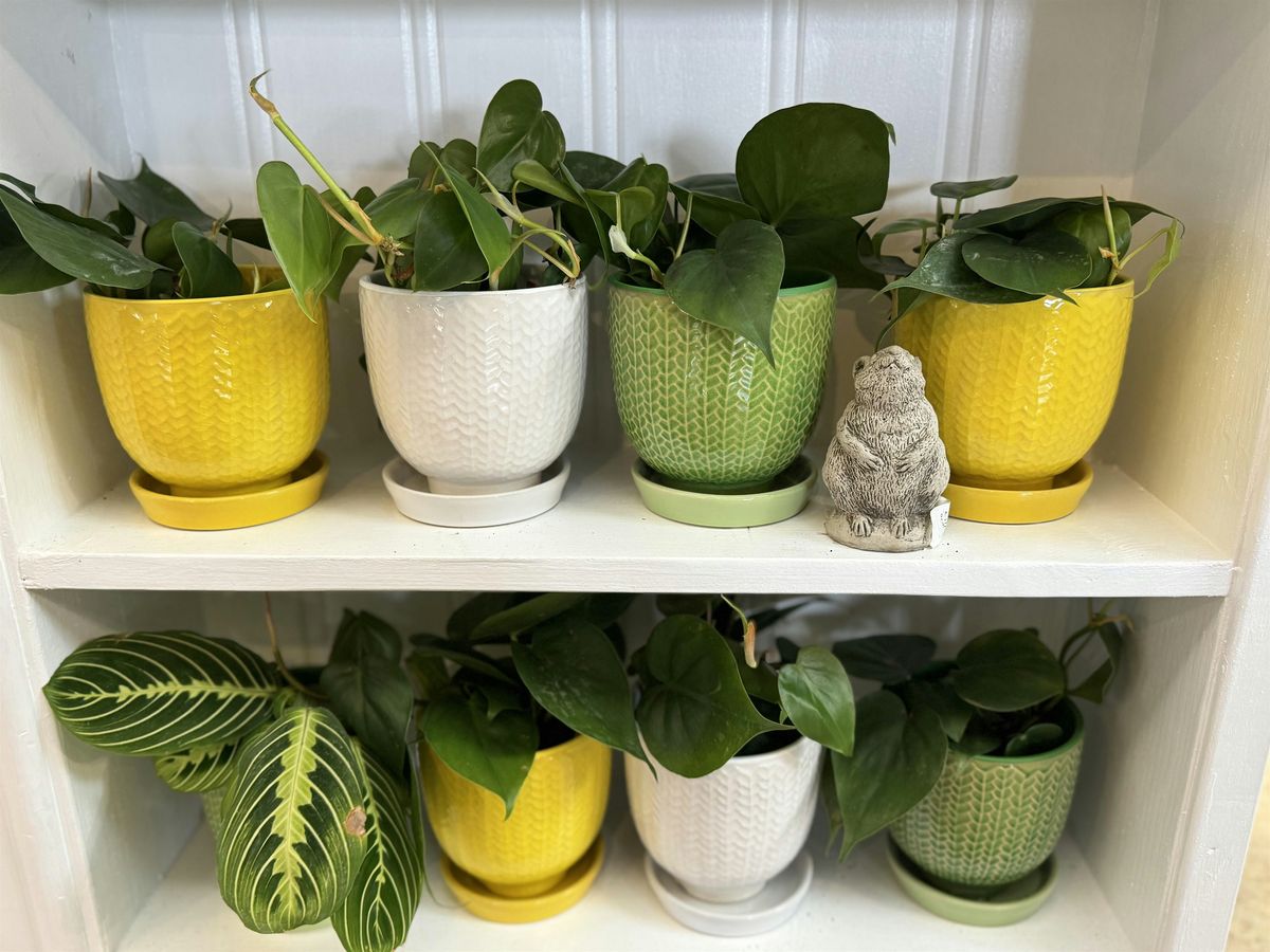 Houseplant Repotting Workshop with Sheryl, 24 August | Event in Memphis | AllEvents