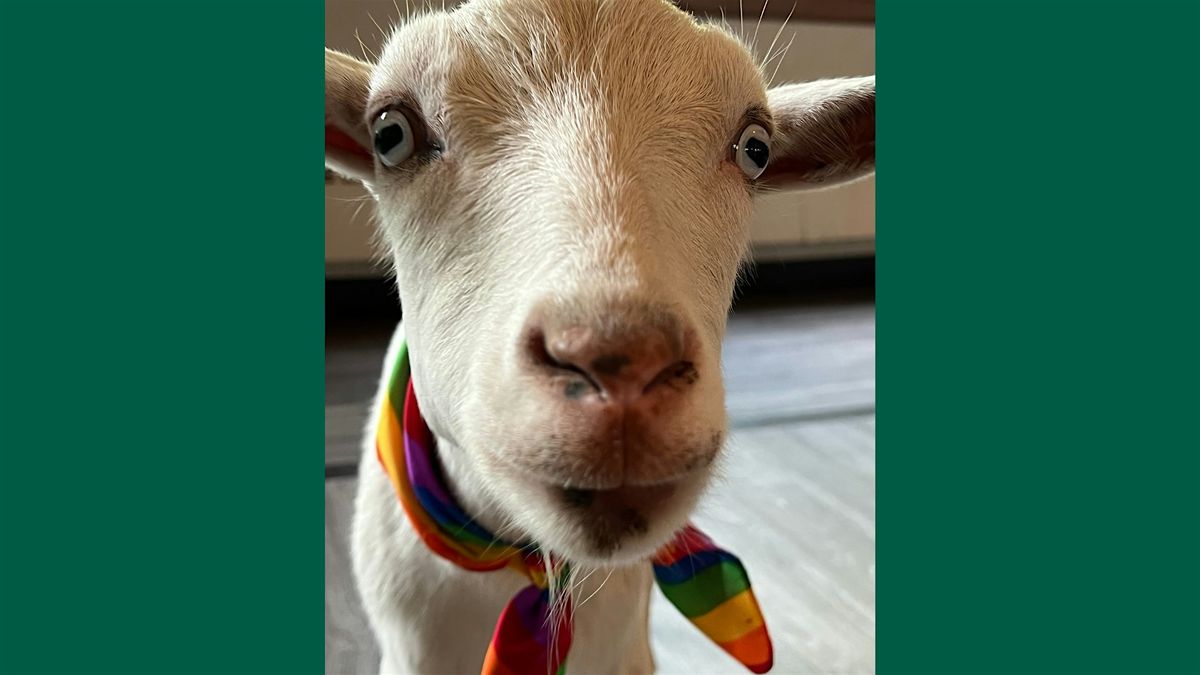BINGOAT: Goats + Bingo, 22 August | Event in Arlington | AllEvents