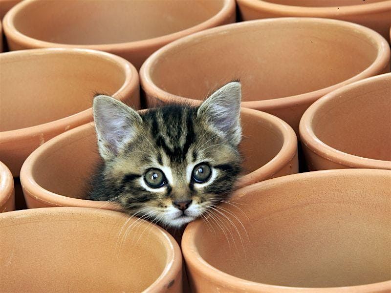 Pottery with Kitties, 8 November | Event in Westbrook | AllEvents