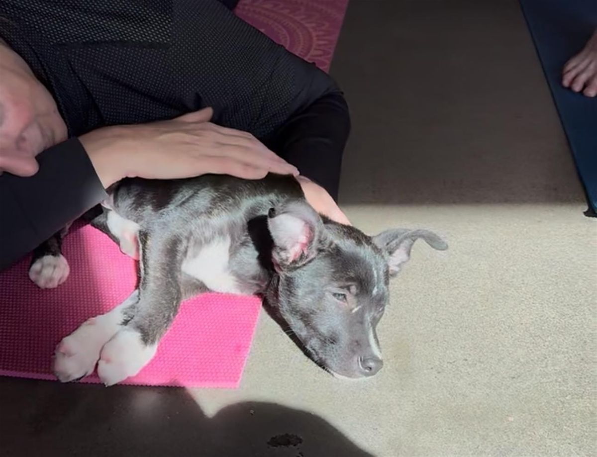 Rescue Puppy Yoga - McGregor Square, 20 September | Event in Denver | AllEvents