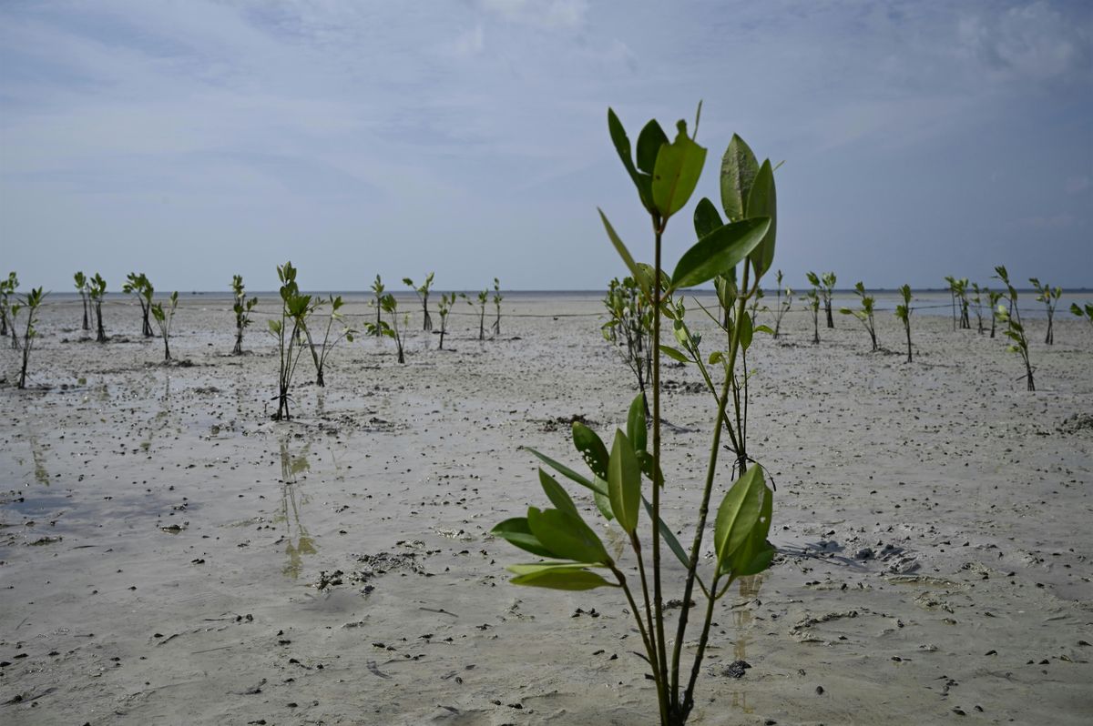 Lecture: Wetlands as Climate Solutions, 14 October | Event in Queenstown | AllEvents