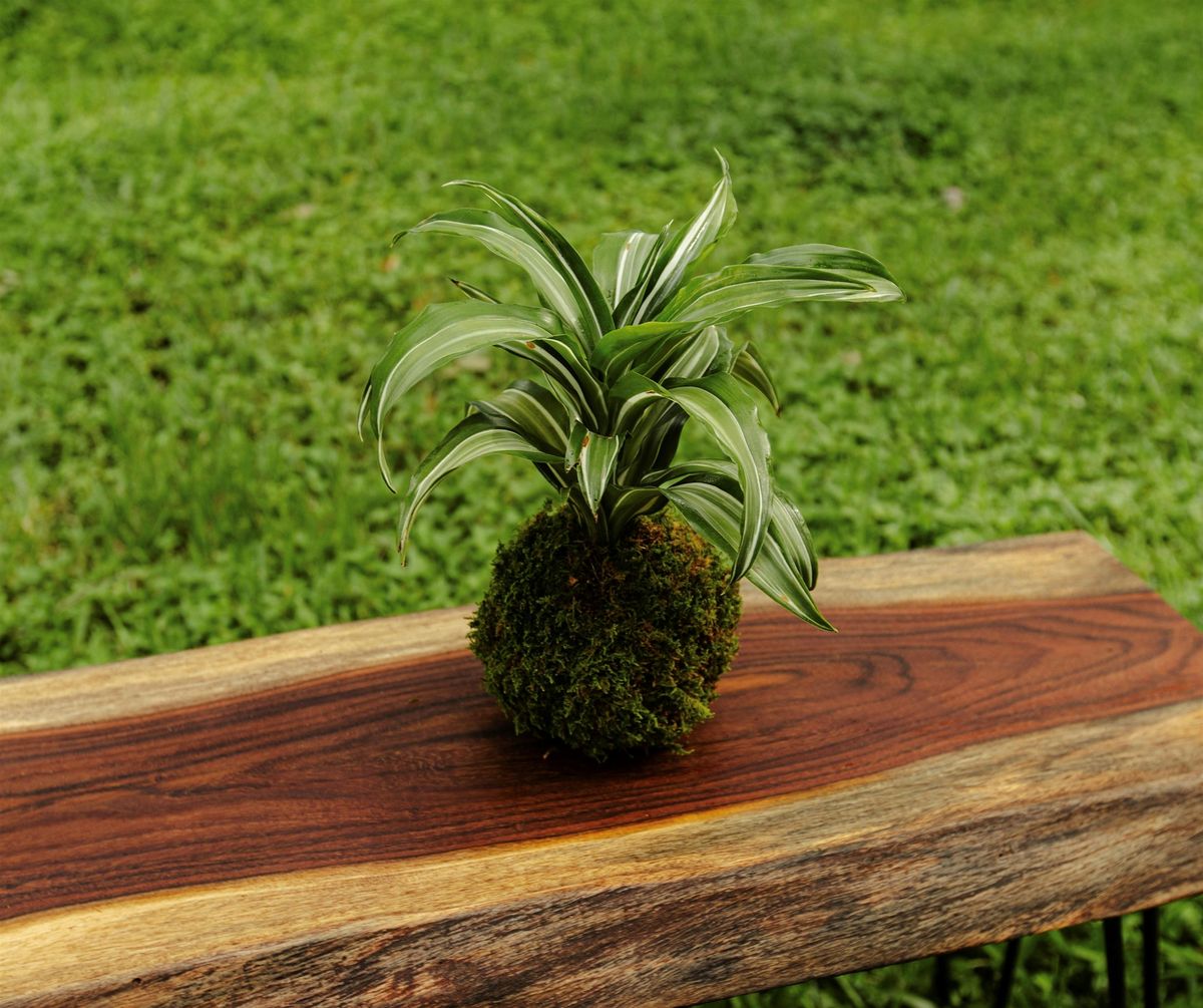 Kokedama Workshop, 26 July | Event in Orlando | AllEvents