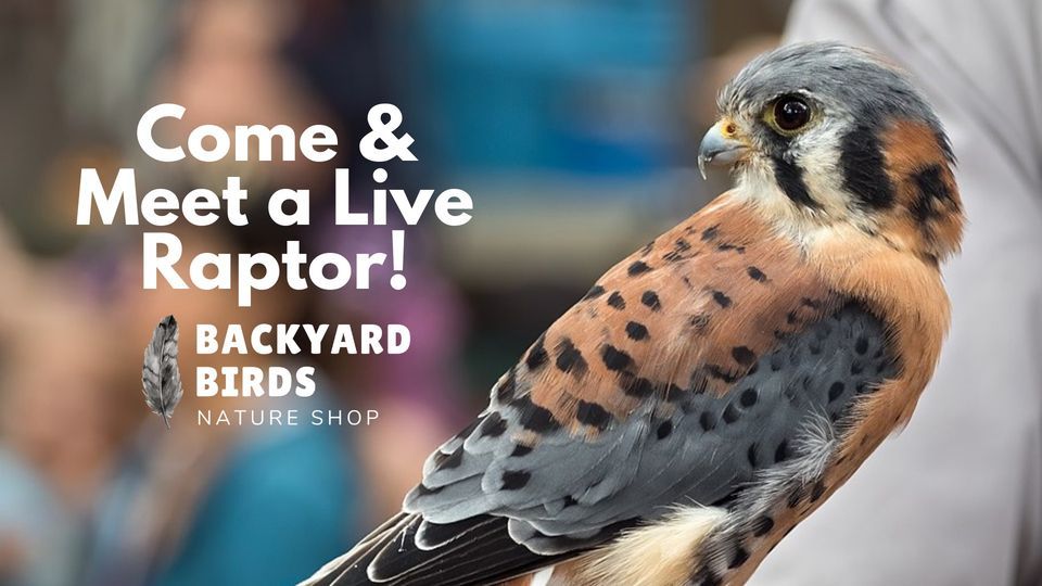 Meet a Live Raptor at Backyard Birds!, Backyard Birds Nature Shop