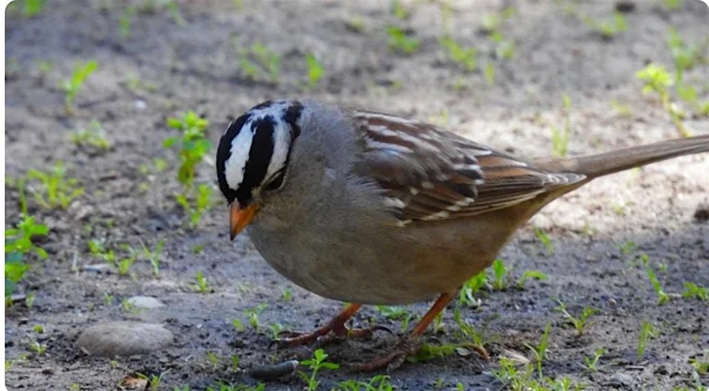 Fall Migratory Bird Walk @ Irvine Regional Park, 19 October | Event in Orange | AllEvents