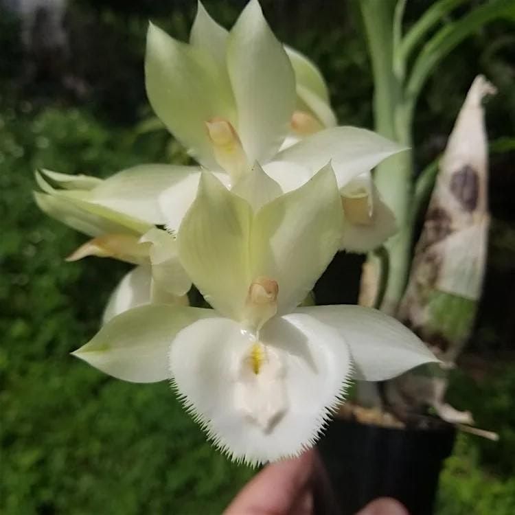 Nature Coast Orchid Society Welcomes Jim-N-I Orchids, 27 September | Event in Spring Hill | AllEvents