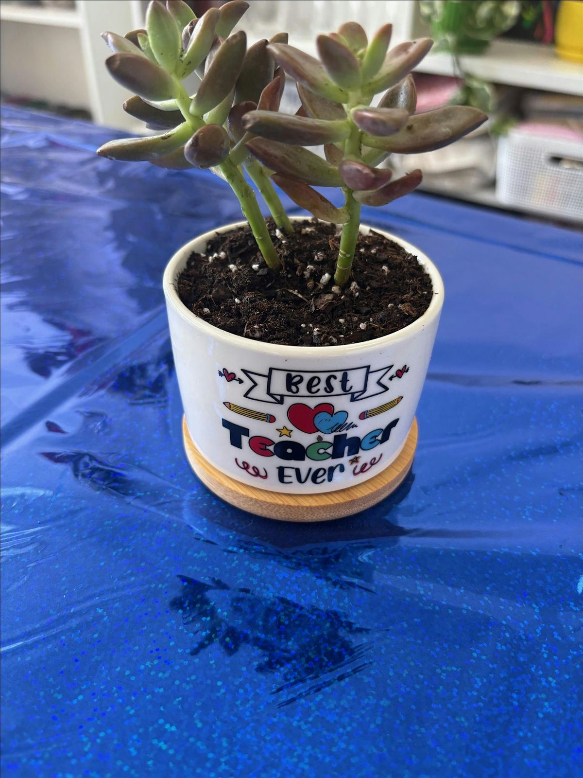 Teacher Appreciation Planter Class, 16 August | Event in St. Peters | AllEvents