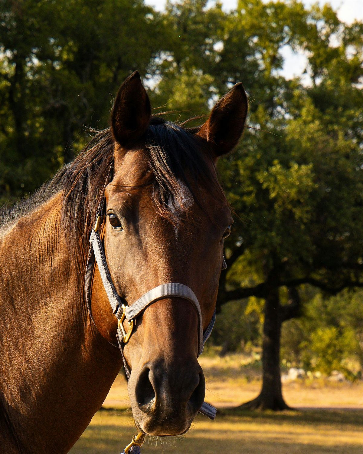Little Ranch Hands at Horse + Bow, 31 July | Event in Marble Falls | AllEvents