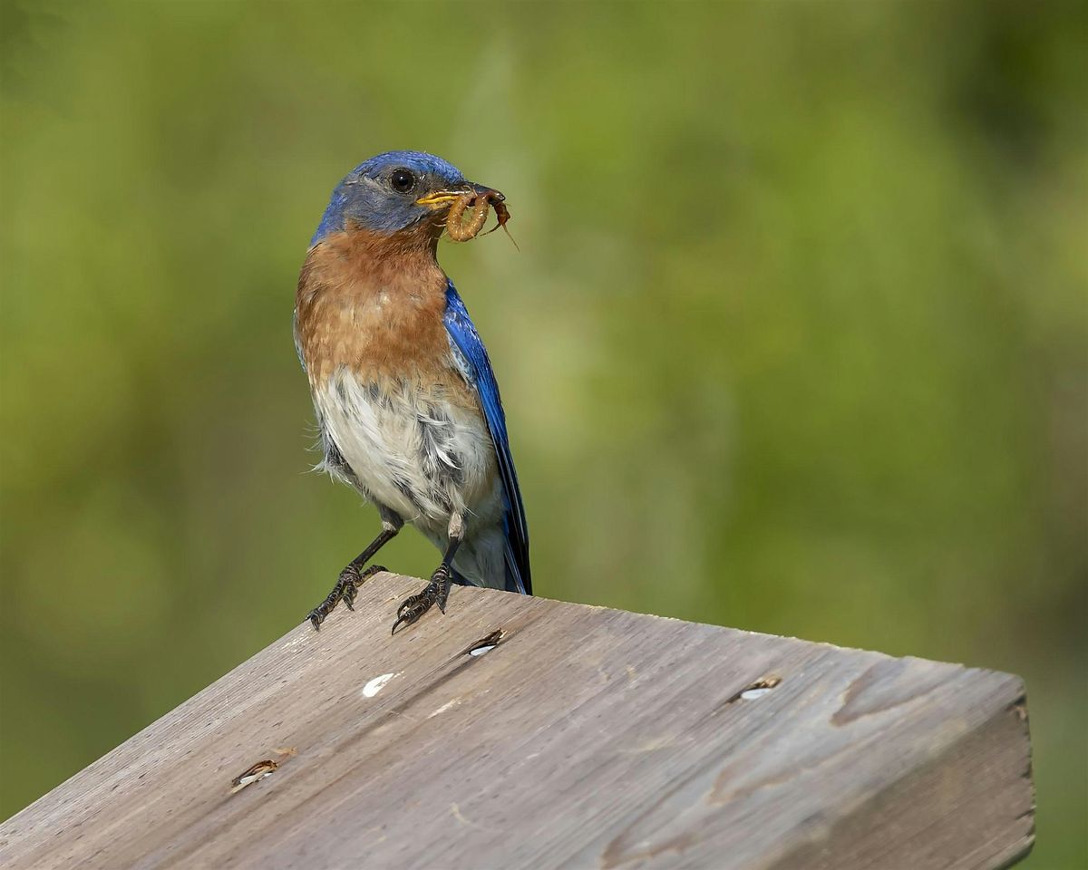 Discover the World of Eastern Bluebirds with Judy Jones, 8 November | Event in Yorktown | AllEvents