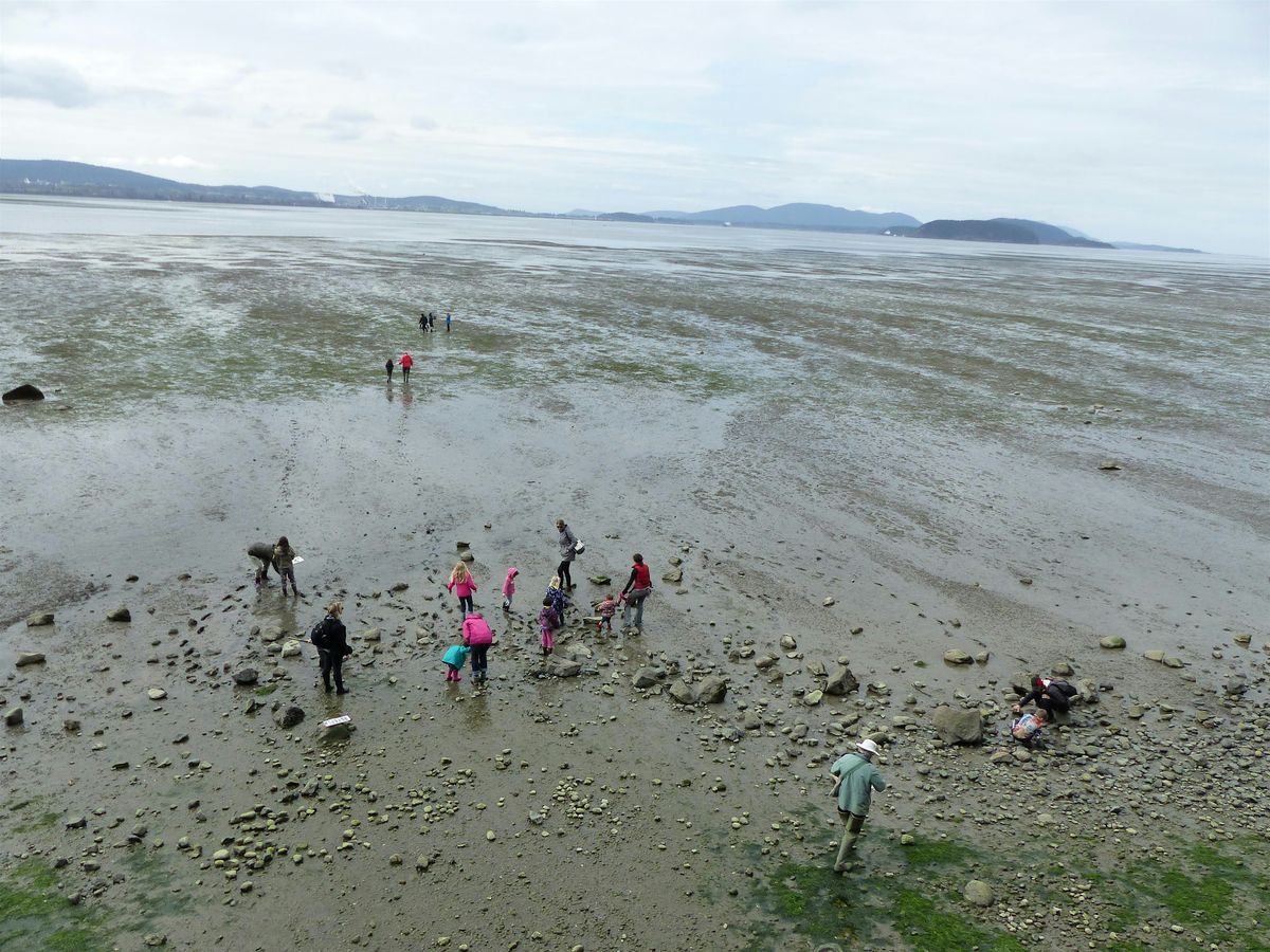 Junior Ecologists: Mudflat Safari (ages 6-9), 27 June | Event in Mount Vernon | AllEvents
