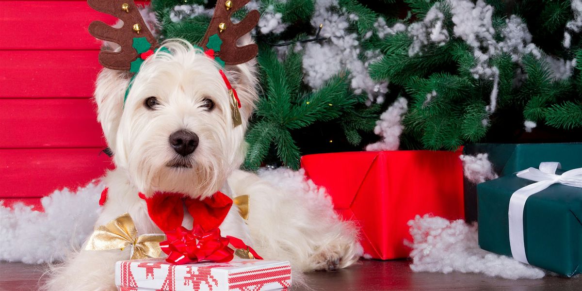 Santa Paws & Christmas Fair, 3 December | Event in Ambleside | AllEvents