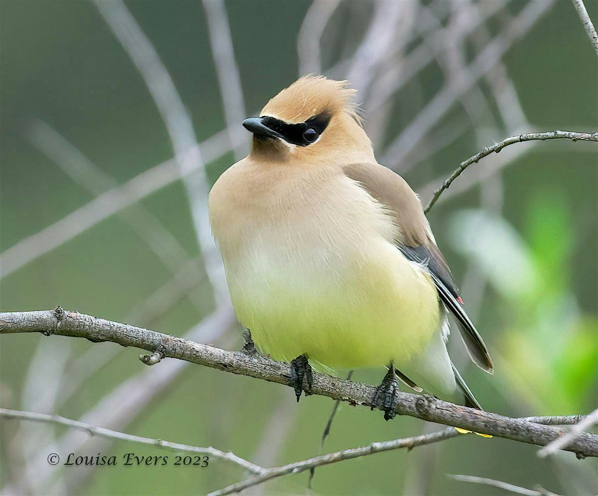 eBird: Beyond the Basics, 24 August | Event in Boise | AllEvents