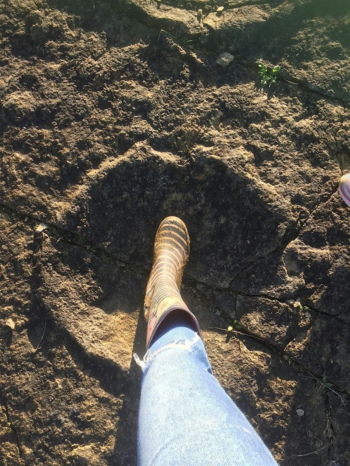 Dinosaur footprints, 29 June | Event in Langton Matravers | AllEvents