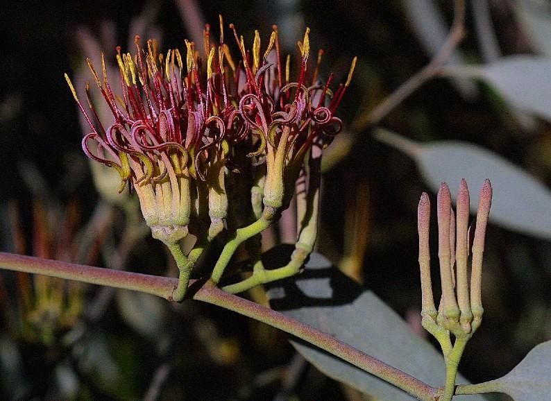 Mistletoe September 6 2021 Online Event Allevents In Soar 2022 Holiday Performers Show - Mistletoe Mischief, December 5