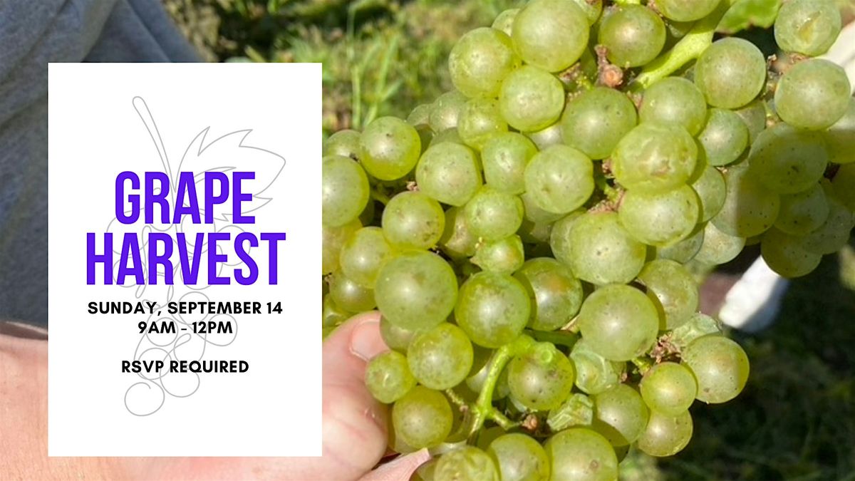 Open Harvest - Grape Picking, 14 September | Event in Furlong | AllEvents