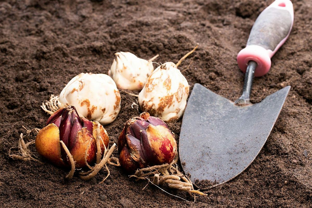Planting Native Bulbs with Scholls Valley Native Nursery at Division, 30 August | Event in Portland | AllEvents
