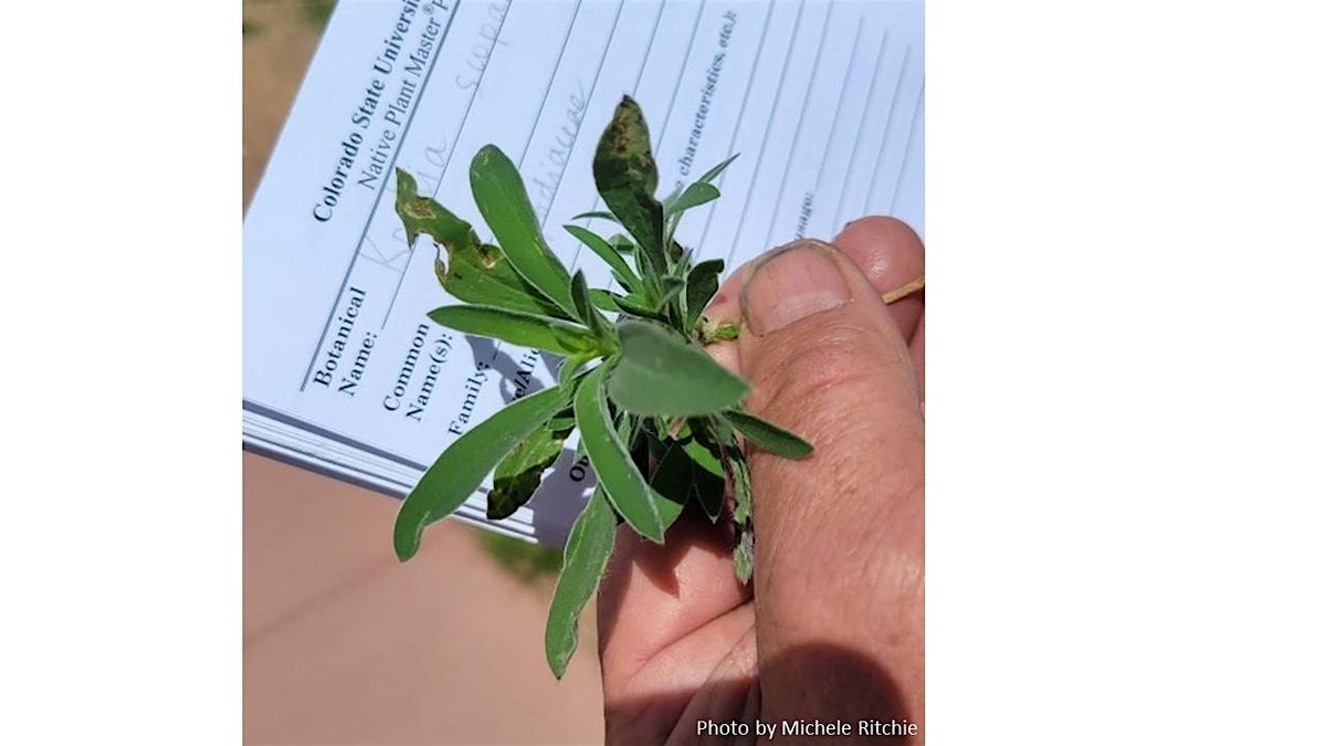 Colorado Native Plant Master: Noxious Weeds, 10 June | Event in Grand Junction | AllEvents