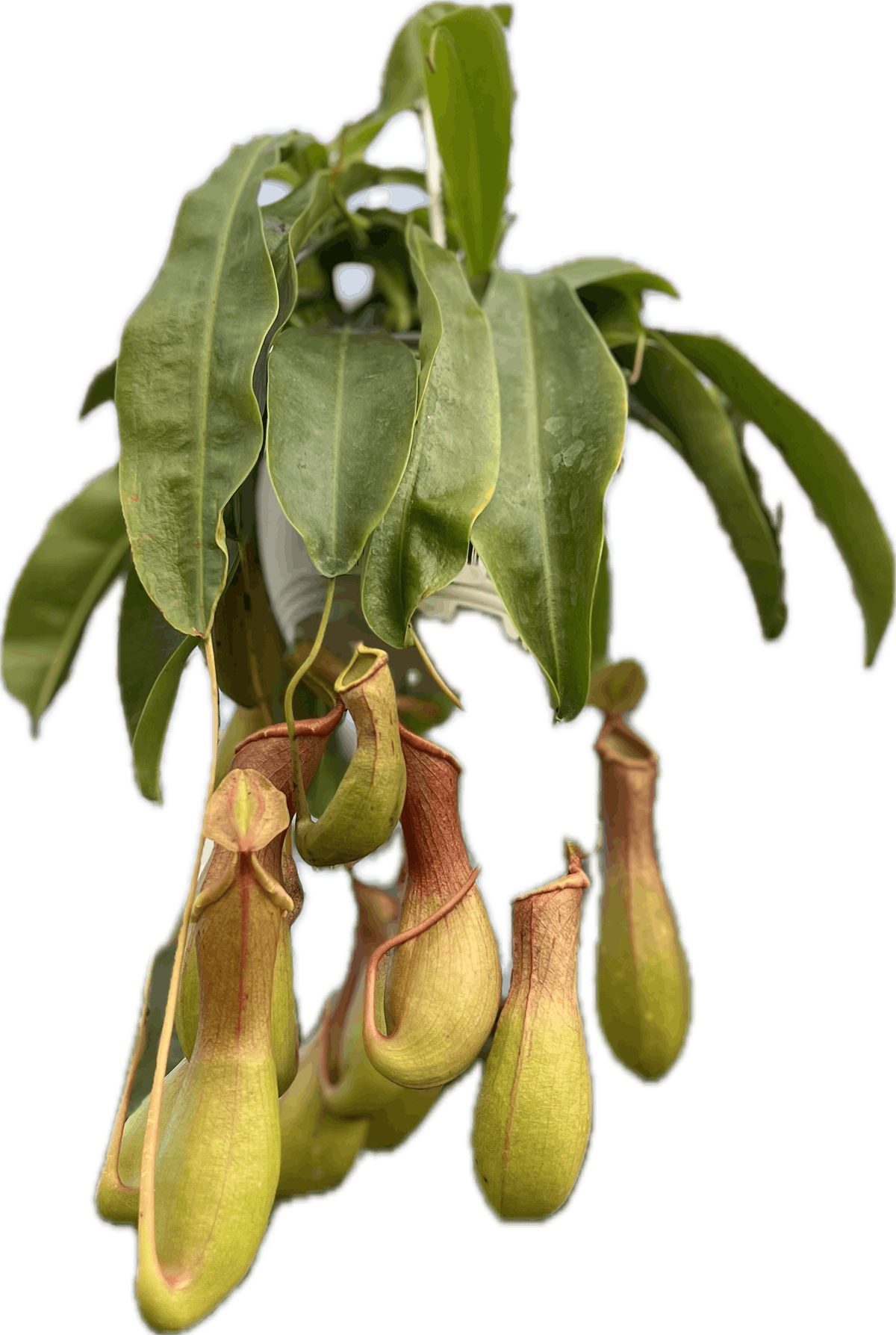 Carnivorous Plant Basics and DIY Bog Gardens, 13 September | Event in Washington | AllEvents