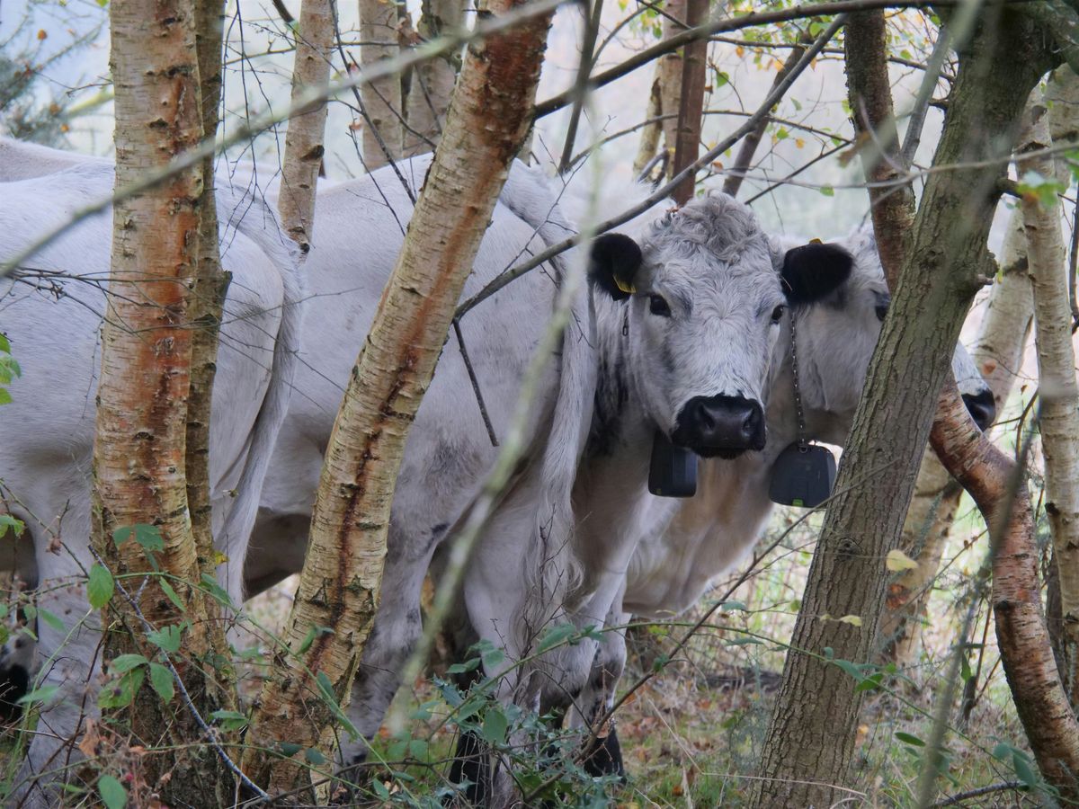 The udderly a-graze-ing cows of NWT Sweet Briar Marshes, 7 March | Event in Norwich | AllEvents