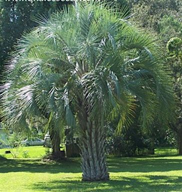 Palms in Central Florida, 23 September | Event in Lecanto | AllEvents