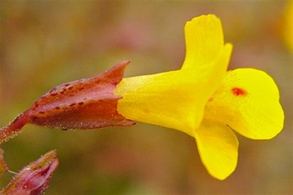 Sharing the Journey of Discovery & Native Plant Sale, 27 May | Event in Auburn | AllEvents