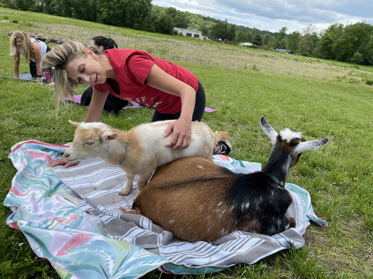Evening  Pilates with Goats at Aquila’s Nest Vineyard in Newtown, CT, 10 August | Event in Newtown | AllEvents